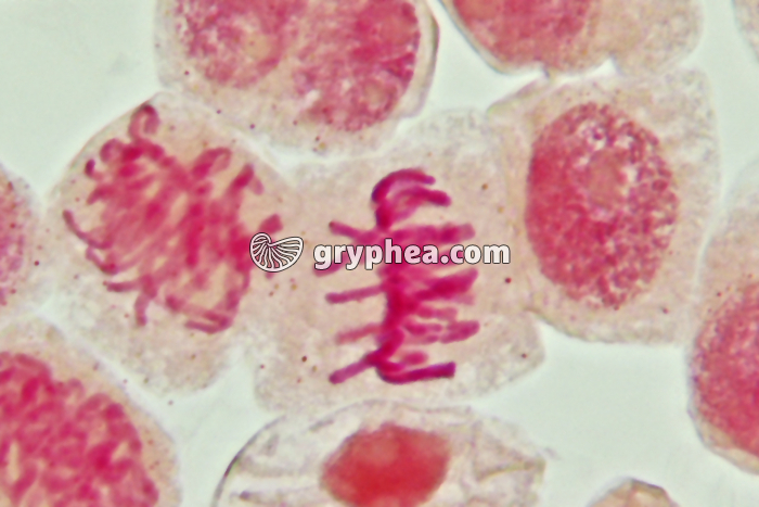 Mitose cellules de racine d'Ail - Métaphase x800 - gryphea.com